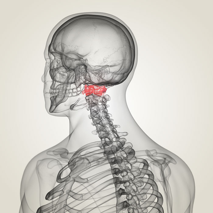 atlas Anatomical diagram of the cervical spine.